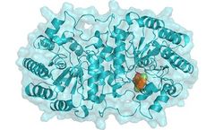Proteins - Molecular Machines