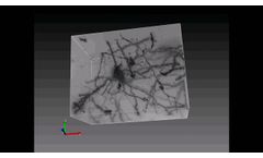 3D Reconstruction of Golgi–Cox Impregnated Neurons - Video