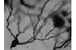 Digitized Neuron Morphology - Video