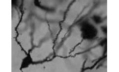 Digitized Neuron Morphology - Video