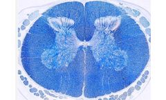 Neural Staining Kits