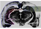 Preclinical CRO Services
