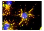 AAT Bioquest - Quantifying Cytosolic Calcium