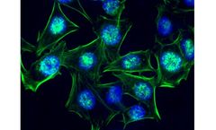 AAT iFluor - Reactive Dyes