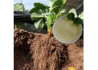 Plant Growth Enhancer Biostimulant Amino Acid Powder Fertilizer Nitrogen 14