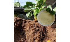 Plant Growth Enhancer Biostimulant Amino Acid Powder Fertilizer Nitrogen 14
