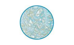 IHC Assays, IF Assays, & ISH Assays Services