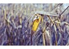 PostHarvest - Post Harvest Problem Course