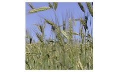 Pollen for Seed Plants
