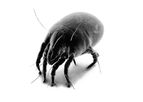 House Dust Mites