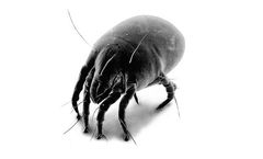 House Dust Mites