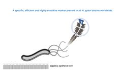 Helicobacter Pylori - Video