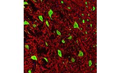 Model M11954-1 - Anti-FOX3/NeuN Rbfox3 Monoclonal Antibody