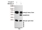 Boster - Model Anti-MKK3/6 MAP2K6 - Monoclonal Antibody