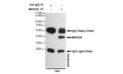 Boster - Model Anti-MKK3/6 MAP2K6 - Monoclonal Antibody