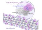 Tubulis - Model Tub-tag - Conjugation Platform