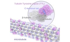 Tubulis - Model Tub-tag - Conjugation Platform