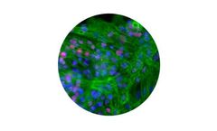 Ncardia - Human iPSC-Derived Atrial-Like Cardiomyocytes