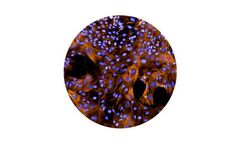 Ncardia - Human iPSC-Derived Vascular Smooth Muscle Cells
