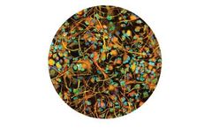 Ncardia - Human iPSC-Derived Astrocytes