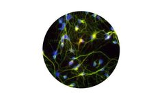 Ncardia - Human iPSC-Derived Cortical Neurons