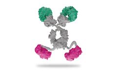 SystImmune - Model SI-B003 - Tetravalent