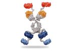SystImmune - Model GNC-038 - Guidance and Navigation Control (GNC) Molecules