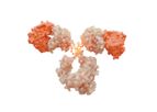 SystImmune - Model BL-M11D1-ADC - Antibody Drug Conjugates (ADC) Molecules