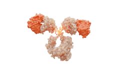 SystImmune - Model BL-M11D1-ADC - Antibody Drug Conjugates (ADC) Molecules