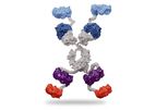 SystImmune - Model GNC-035 - Guidance and Navigation Control (GNC) Molecules