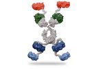 SystImmune - Model GNC-039 - Guidance and Navigation Control (GNC) Molecules