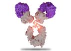 SystImmune - Model BL-M07D1-ADC - Antibody Drug Conjugates (ADC) Molecules