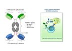 Aptevo - Model ALG.APV-527 - Bispecific Antibody