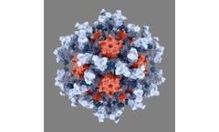 Icosavax - Model IVX-411 - SARS-CoV-2 VLP Vaccine Candidate