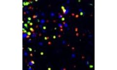 CellVue Claret - Model C-1002 - Fluorescent Cell Linker Kit