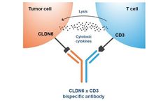 Context - Model CTIM-76 - Claudin 6 x CD3 Bispecific Antibody