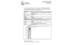 Ampersand - Model CgB - P4007 - Recombinant Human Protein - Datasheet