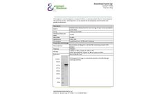 Ampersand - Model CgC - P4008 - Recombinant Human Protein - Datasheet