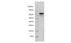 Ampersand - Model CgC -  P4008 - Recombinant Human Protein