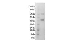 Ampersand - Model P4002 - Recombinant Human Clusterin
