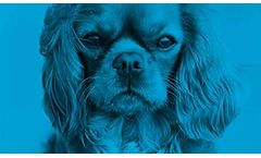 Pet Care Products for Eye Condition - Allergies