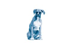 Pet Care Products for Skin and Wound Basics