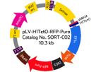 Model SORT-C02 - pLV-H1TetO-RFP-Puro