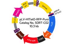 Model SORT-C02 - pLV-H1TetO-RFP-Puro