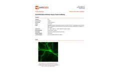 Aves - Anti-NFH (Neurofilament Heavy Chain) Antibody  - Brochure