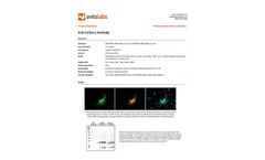 Mcherry - Model 0020 - Anti-mCherry Chicken Primary Antibody - Brochure