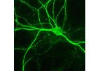 Aves - Anti-NFH (Neurofilament Heavy Chain) Antibody