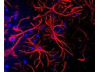 Aves - Anti-Glial Fibrillary Acidic Protein Antibody (GFAP)