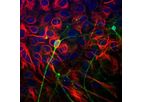 Aves - Model TUJ - Anti-Beta-Tubulin 3 Antibody