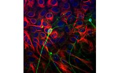 Aves - Model TUJ - Anti-Beta-Tubulin 3 Antibody